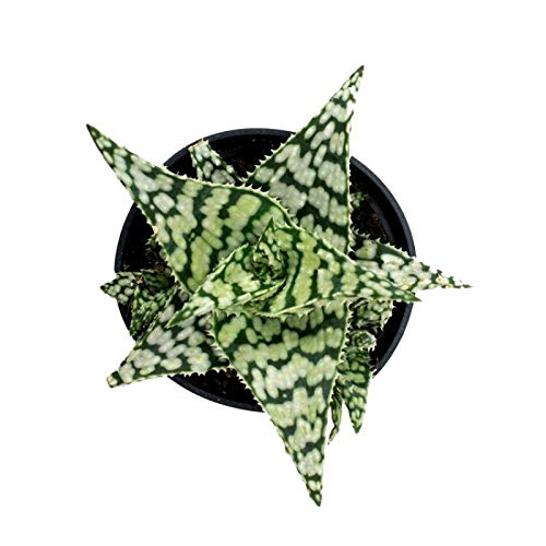 Greens Live Aloe Succulents Indoor Plant Natural Snowflake with Plastic Pot Indoor Plant 1 plant