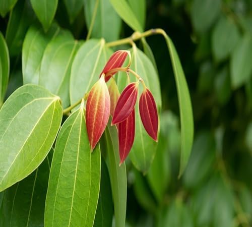 20Pcs Fresh Cinnamon Plant Seeds, green