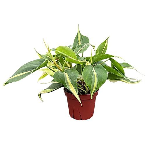 CoollectivePlants Philodendron Hederaceum Rio Live Plant in 4″ Grower’s Pot