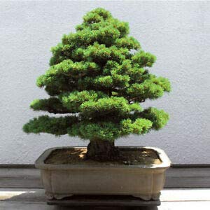 Bloom Green Co. Verdadero Sagrado Cedro Japonés Bonsai, Planta de Ãrbol de Interior Mixto Paquete Profesional 30 Semillas Bonsai de Semillas para el hogar y amp; Jardín: 10