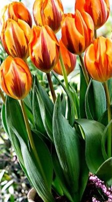 25 Quality Tulip Bulbs - Princess Irene (Orange) - Freshly Imported from Holland - Image 3