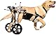 Mittlerer und großer Hunderollstuhl, Rehabilitationshilfe, Hinterbeinstütze, Hundewagen mit Rädern, für die Rehabilitation der Hinterbeine,M