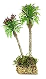 Altezza: 18 cm circa Ferrari & Arrighetti Palma Doppia Per Presepe, Verde, Plastica, Sughero E Muschio, 18 Centimetri