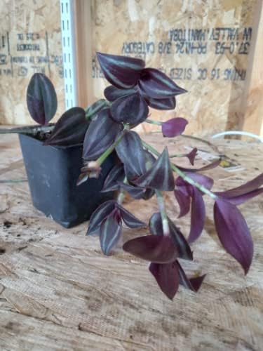 Miniatura 3 de Plantas judías errantes negras en macetas de 3.5 pulgadas (1) No las pidas en condiciones climáticas severas, estas plantas no se envían bien en