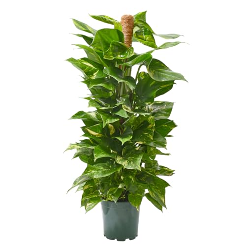 Verdecora Potho en maceta 3L con Tutor | Pothos Epipremnum Aureum | Planta Trepadora de Interior | Purificadora de Aire | Fácil Cuidado y Crecimiento Rápido | Altura aproximada 70cm