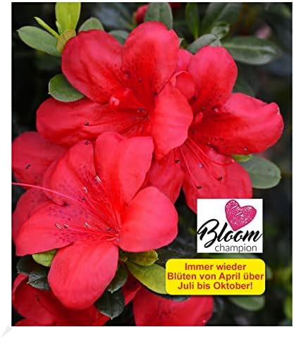 BALDUR Garten Durchblühende Azalee 'Bloom Champion' rot 1 Pflanze
