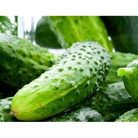 100 Boston Pickling Cucumber Seeds | Non-GMO | Fresh Garden Seeds Cover