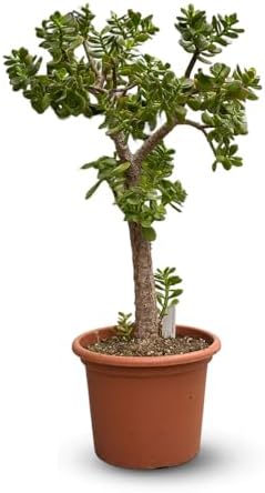 Attitude Jardin - Crassula ovata - arbre de jade - 80-90 cm - ⌀ 3...