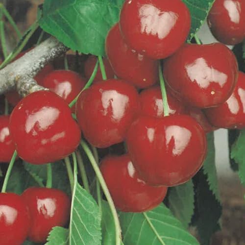 PIANTA DA FRUTTO CILIEGIA GIORGIA in vaso 20 - età 2/3 anni (foto reali)