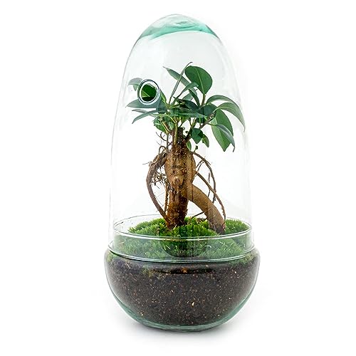 Produktfoto von urbanjngl - urbanjngl.com - Egg Bonsai - Flaschengarten - Zweiteilige Glaskuppel - DIY Terrarium mit Pflanzen im Glas -&hellip;