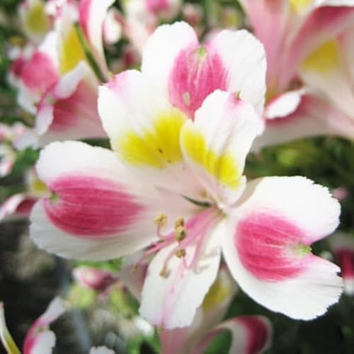 �A���X�g�������A�F�z�m�J3.5���|�b�g 2���Z�b�g[������50cm�O�� �Ԓd�E�؂�ԂɌ���]