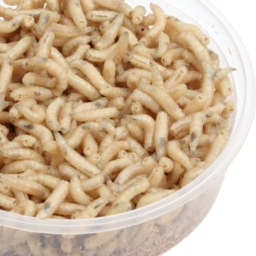 Maden Fleischmaden gekühlt Angelmaden Angelköder 2 Kleine Dosen je ca 125 ml mit Kühlpack