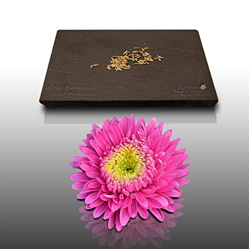 50 graines Fleurs à semer - Le Grenier d'Abondance - REINE Marguerite Super Princesse - Callistephus chinensis