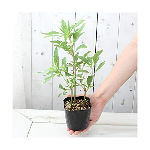 Amazon.co.jp: （山野草）フジバカマ（藤袴）斑入りフジバカマ