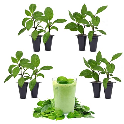 Longevity Spinach Plant (8 Plants)