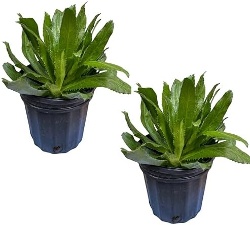 2 Live 6" Pots Seeding, Culantro, Mint, Thai Basil (Culantro)