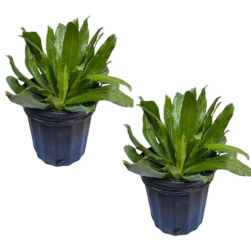 2 Live 6' Pots Seeding, Culantro, Mint, Thai Basil (Culantro)