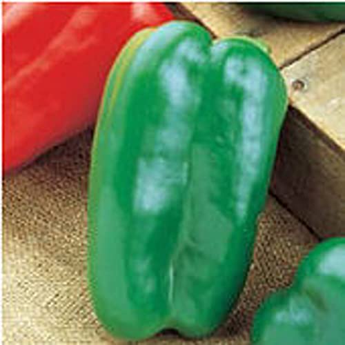 Big Bertha Sweet Pepper Seeds (20+), Non-GMO, Garden Pack