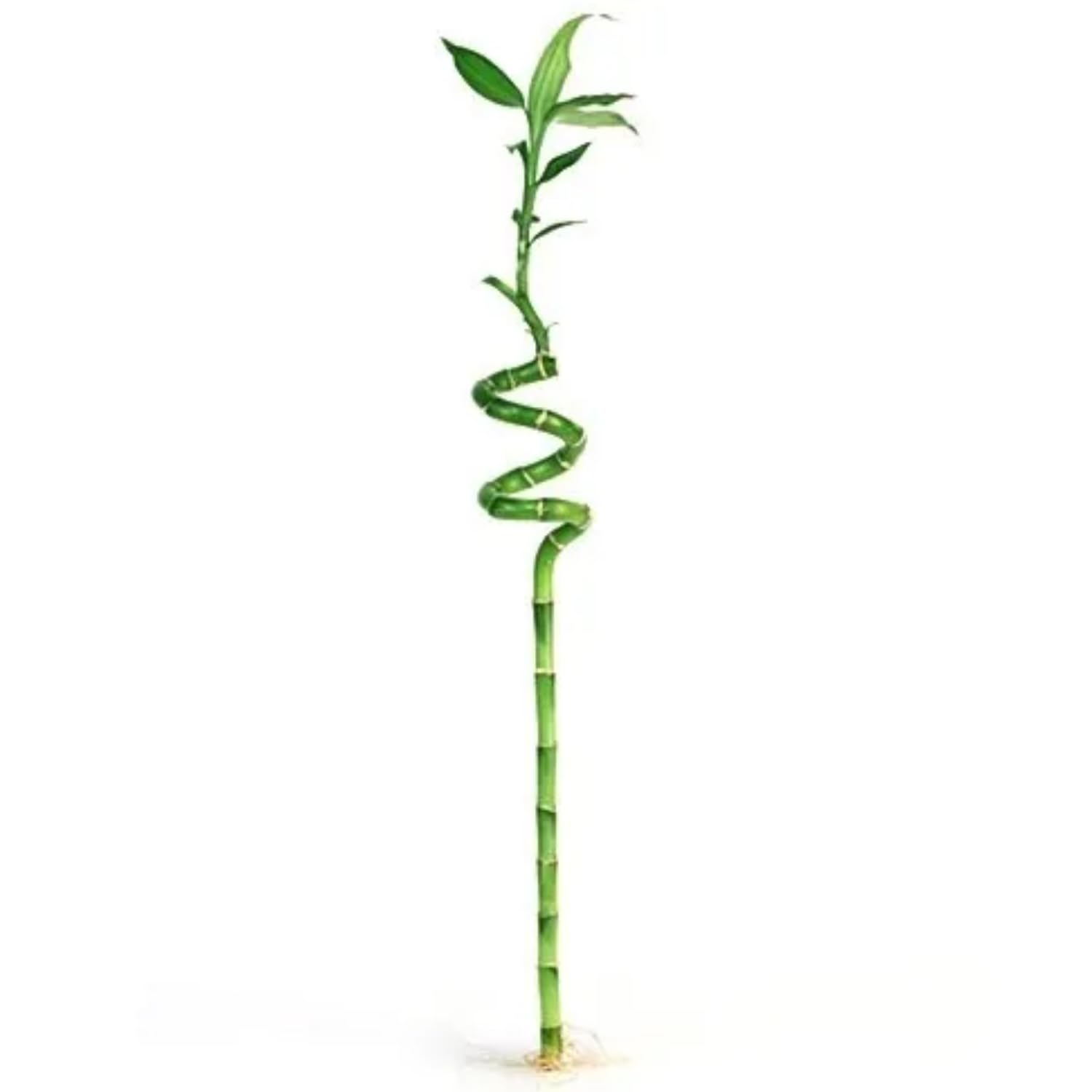 Hug A Plant | Lucky Bamboo Spiral 100cm (Home & Garden) (B0CB5LL9SW) Amazon Price History, Amazon Price Tracker