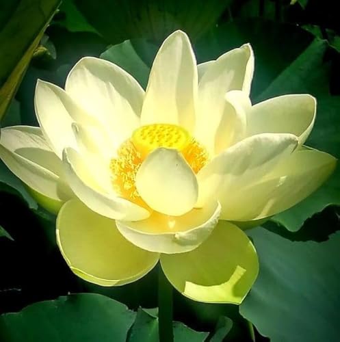Image of Very Beautiful All SeasonYellow Water Lotus(Pack Of-2) /Water Kamal /Water Lily Plant (TUBER) Original Hybrid Veriety Blloming With In 30 Days For Outdoor & Indoor Live Plant.