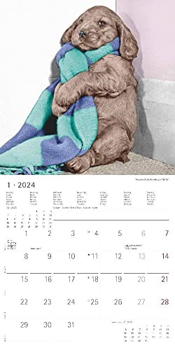 Funny Dogs 2024 - Broschürenkalender 30x30 cm (30x60 geöffnet) - Kalender mit Platz für Notizen - Hunde - Bildkalender - Wandkalender - Hundekalender
