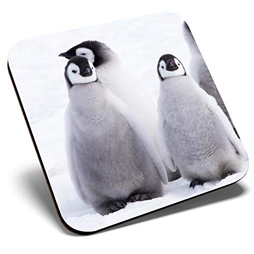 Great Single Coaster Square - Five Emperor Penguin Chicks Antarctica |Glossy Quality Coasters | Tabletop Protection for Any Table Type #45027