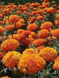 Hybrid marigold live plants (Pack of 2) (B0CSG9H35V) Amazon Price History, Amazon Price Tracker