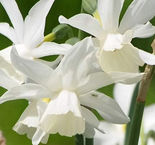 (10) Mount Hood Daffodils; Fragrant White Flowering Bulbs Great for Spring Flowers, Plant Now for Beautiful Spring Flowers