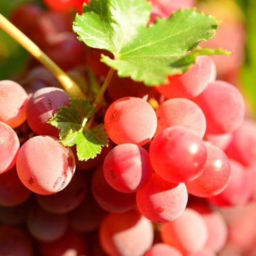 Mixrug 100+ Organic Red Grapes Seeds Seedless -Sweet Grape Seeds for Planting-Berry Seed Non-GMO Heirloom Red Grape Fruit Plant in Home Garden