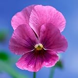 Winter Flowering Viola Pink Shades - Bedding and Basket Plants Outdoor Garden Ready - Soft-Hued Violas Ready to Plant - Flowers to Plant in Autumn for a Colourful Winter Garden (9cm Pot, 3 Plants)