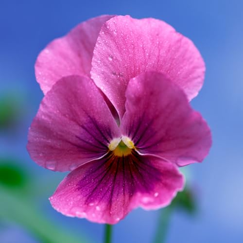 Winter Flowering Viola Pink Shades - Bedding and Basket Plants Outdoor Garden Ready - Soft-Hued Violas Ready to Plant - Flowers to Plant in Autumn for a Colourful Winter Garden (9cm Pot, 3 Plants)