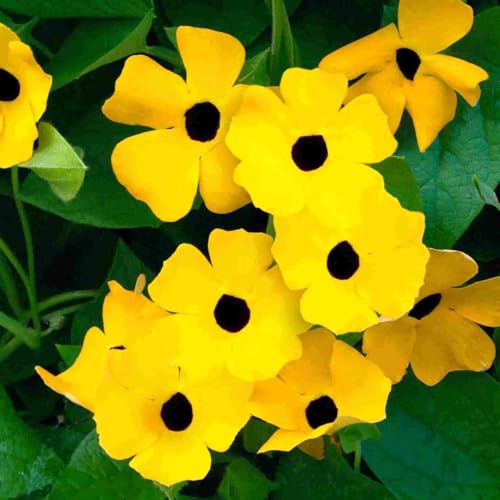300+ Perennial Thunbergia Flower Seed for Planting-Non-GMO Heirloom Eyed Susan Vine Flower Seed Garden Home