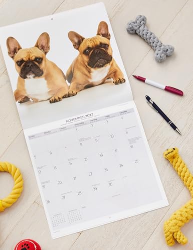 Magnet & Steel Moderner Kalender 2023, Französische Bulldogge, mehrfarbig