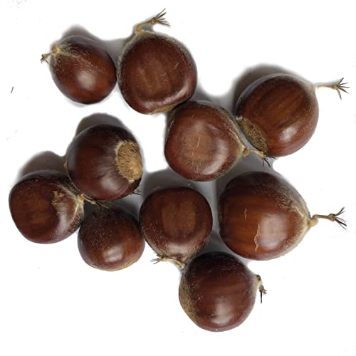 Smoke Camp Crafts Organic Chestnut Tree Seeds