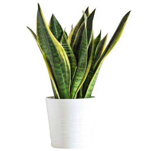 Snake Plant Live Indoor Plant | Sansevieria | Air Purifier Plant for Home & Office | Low Maintenance Indoor Plant | Comes in 4 Inch Nursery Pot-image-21