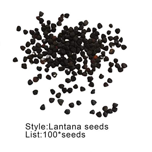 Lantana Camara Zaden, 100 Stks/zak Lantana Camara Zaden Sunshine Liever Plant in Lente Productieve Onamental Lantana… - Afbeelding 8