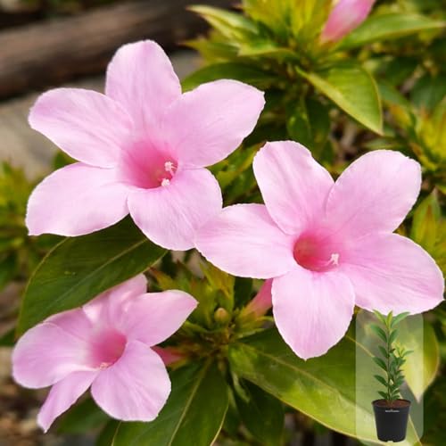 Image of Indian Gardens - Light Pink Colour Barleria cristata /Decemeber flower plant 4 Inch (Min : 2)
