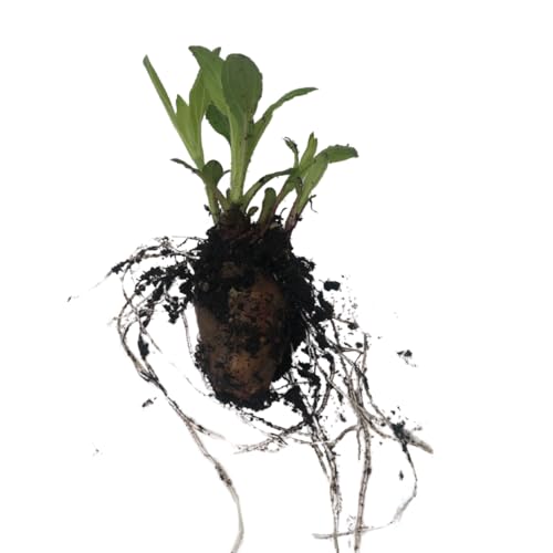 Smoke Camp Crafts Organic Jerusalem Artichoke Plants (Sunchoke Tubers for Planting), Perennial Survival Food, 2.5 Inch Pot (Green) - Thumbnail 3