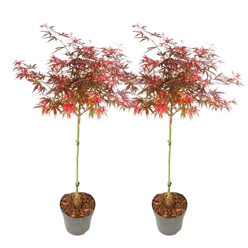 Plant in a Box - Acer palmatum 'Shaina' - Set de 2 - Érable du Japon - Résistant au froid - Feuilles rouges - Pot 19cm - Hauteur 80-90cm
