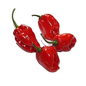 Habanero Red (een van de heetste pepers ter wereld) 20 zaden