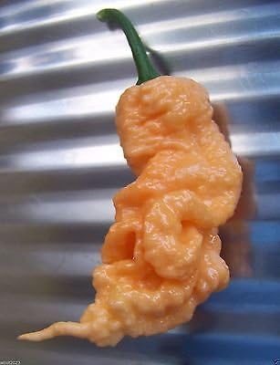 10 Super Hot Pepper Seeds, JAY'S GHOST SCORPION, Peach - Capsicum chinense