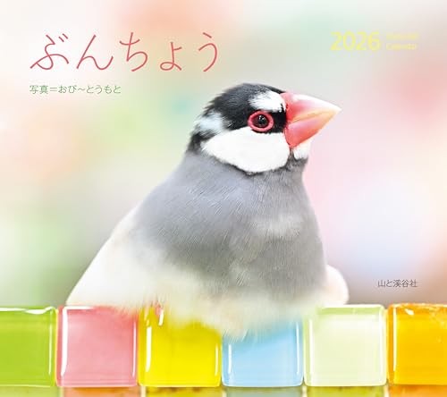 カレンダー2026 ぶんちょう（月めくり/壁掛け/鳥 文鳥） (ヤマケイカレンダー2026)