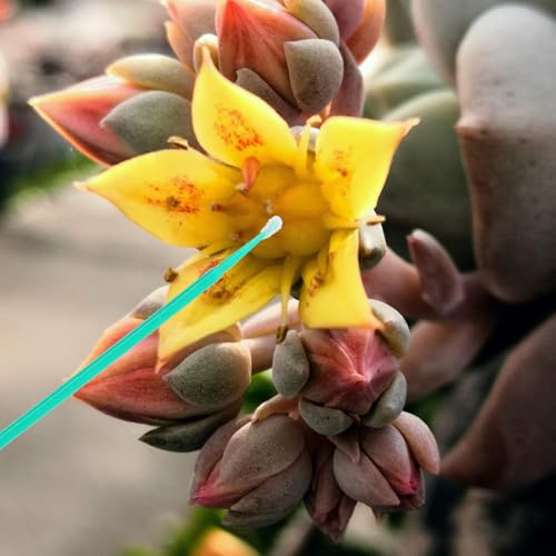 Aplicador manual para polinización de árboles y frutas miniatura 6