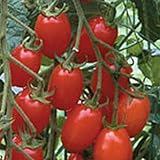 Grape Tomato Seeds (20+ Seeds) | Non GMO | Vegetable Fruit Herb Flower Seeds for Planting | Home Garden Greenhouse Pack