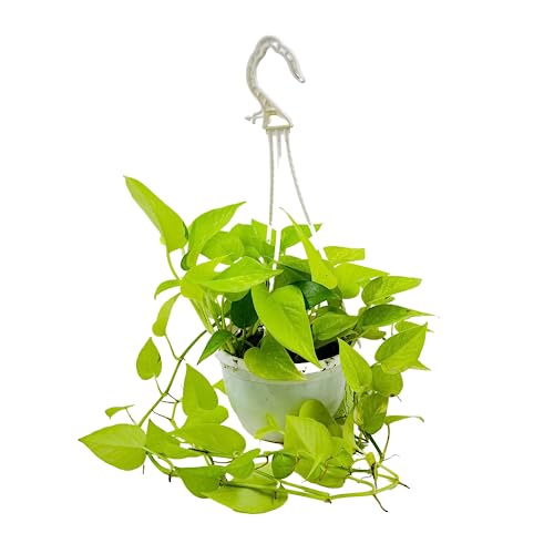 Hug A Plant | Golden Money Plant Hanging With Pot Hug A Plant | Golden Money Plant Hanging With Pot