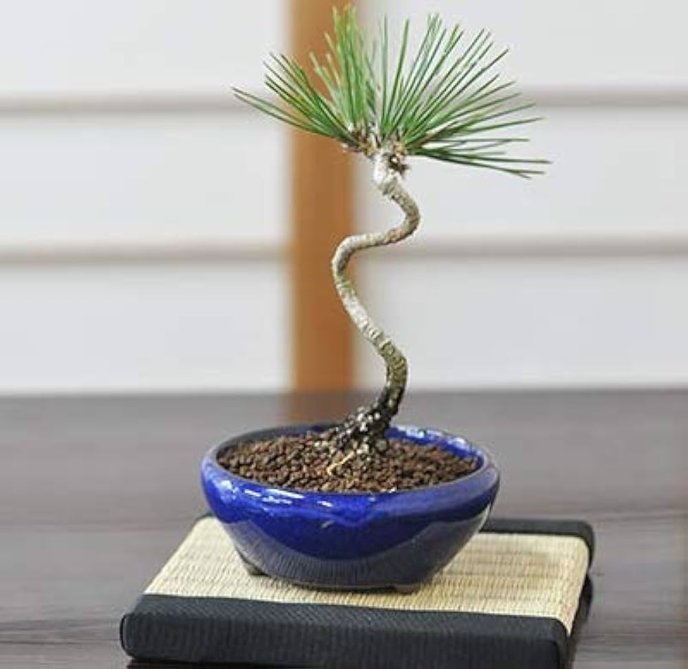 盆栽妙 ミニ盆栽 黒松 cpr003