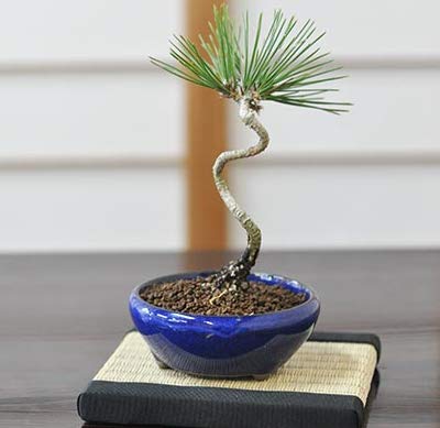 ミニ盆栽 黒松 盆栽 植木」の人気商品一覧・価格比較 - 価格.com