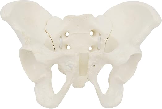 Mini Size Female Pelvis Model, Flexible Anatomy Model, Hip Bone Pelvic Anatomical Model for Science Education Midwife, 15x13x7cm