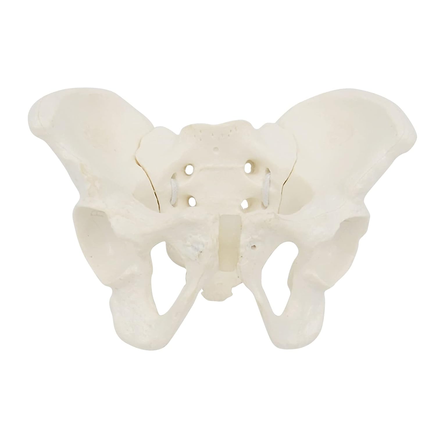 Female Pelvis Skeleton Model for Anatomy, Small Flexible Medical Model for Science Education, PVC Pelvic Bone for Midwives and Students, 5.9" x 5.1", 1PC