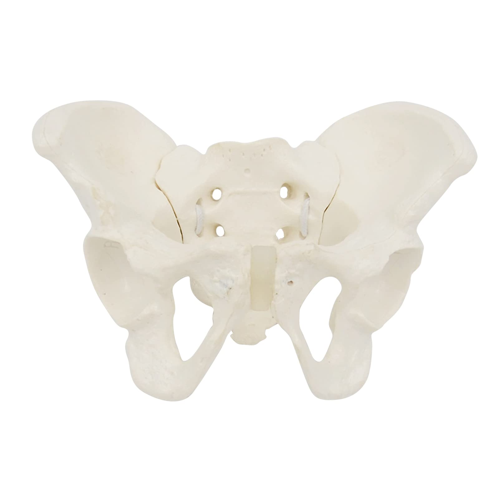 MHADBKH Hip Bone Pelvic Anatomical Model For Science Education Midwife Small Size Female Pelvis Model Flexible Anatomy Model